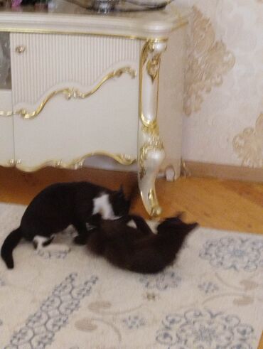 Pişiklər: Yaxşı əllərə — 7