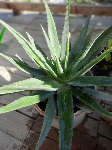 962 elan | OTAQ BITKILƏRI: Aloe Vera (müalicəvi) Faydaları:Aloe Veranın faydalarına görə min
