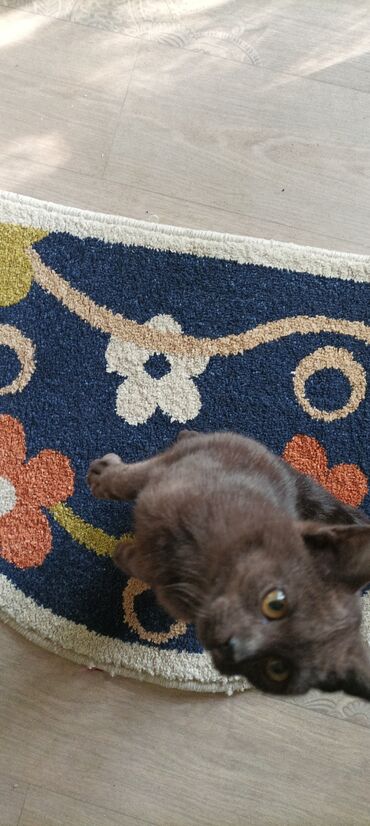 купить вислоухого котенка в бишкеке: Бурма, 3 айлык, Эркек, Шоколад, Лотокко барууга үйрөтүлгөн, Курттардан тазаланган