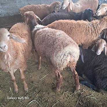 живые рыбки: Продам ягнята (самцы) по 15500с. подойдёт и на забой — 3