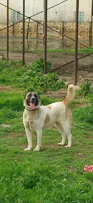 İtlər: Qurdbasar, 10 ay, Dişi, Peyvəndli — 12