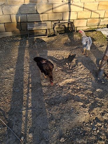 Cücələr: Toyuq cücələri, Ətlik — 3