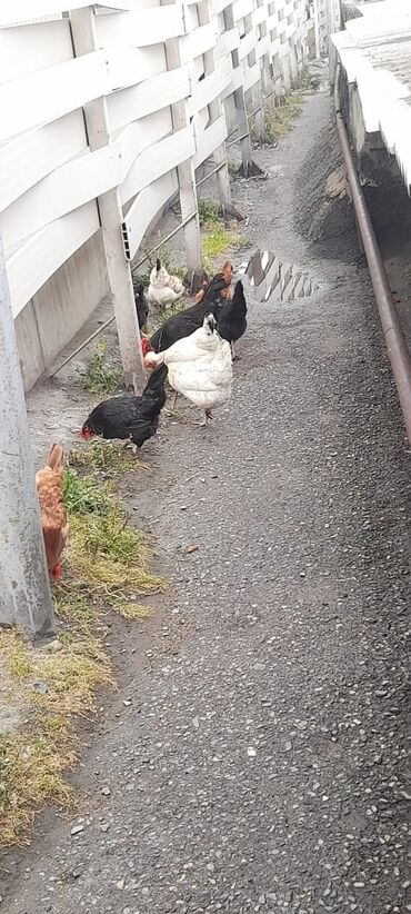 heyrati yumurtasi satilir: Toyuq, Yumurtalıq, Ünvandan götürmə