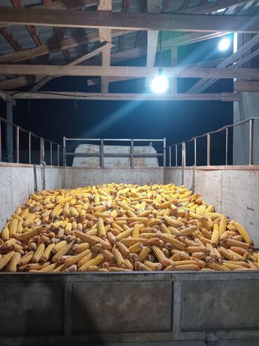 продажа щенков мопса: Кукуруза в початках (сушёная) с доставкой - Большой объём партии