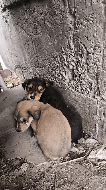 Отдам даром собаку: 300сом тайган аралаш — 2