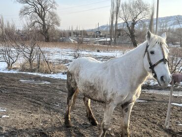 Лошади, кони: Продаю | Конь (самец) | Кара Жорго | Рабочий, Конный спорт | Племенные