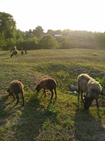 купить курдючного барана: Продаю | Овца (самка) | Романовская | Для разведения | Ягнившаяся