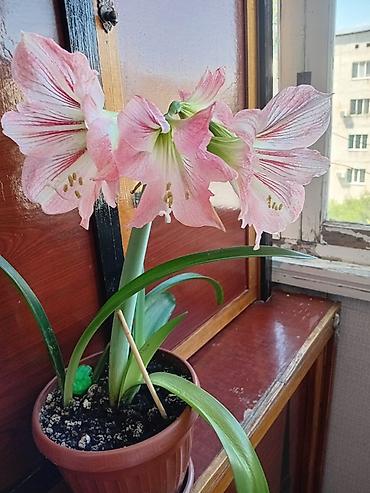 Лилиялар: НЯНЯ. НЯНЯ. НА. ДОМУ — 1