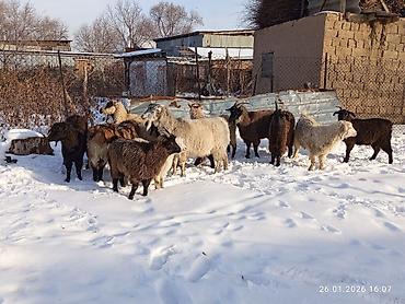 Козы, козлы: Продаю | Коза (самка), Козёл (самец), Козлёнок | Полукровка, Нубийская, Битал | На забой, Для разведения | Племенные, Осеменитель — 11