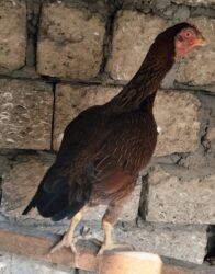 Digər quşlar: Heyratı ailəsi satılır. Pleymut beçə 7 aylıq 80azn, fərələr tək-tək 40 — 8