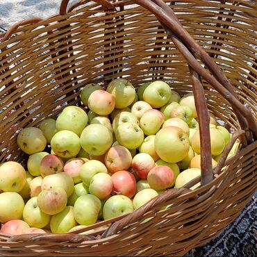 Turşular: Məhsul: Təbii alma sirkəsi Təsvir: - Şəkildəki bağdan yığılmış — 6