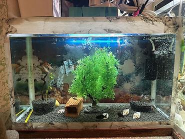 Dördbucaq akvarium, Boş, 38 l, Ünvandan götürmə
