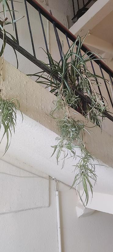 pelarqoniya bitkisi: Otaq bitkisi – Xlorofitum (Spider Plant) - Növ: Xlorofitum comosum — 5