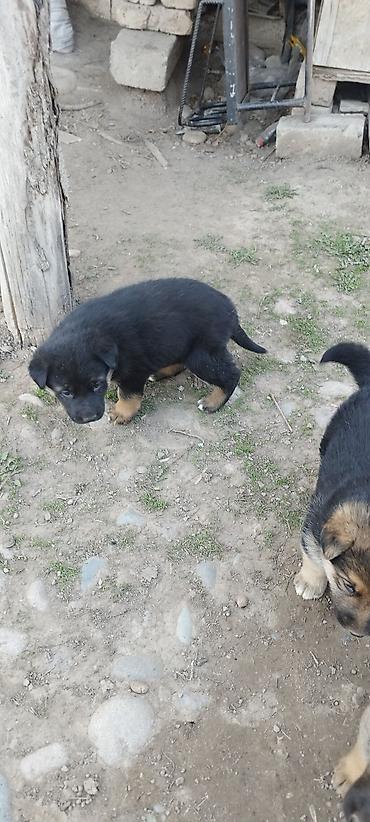 Продажа собак: Щенки немецкой овчарки - Порода: немецкая овчарка, классический — 9