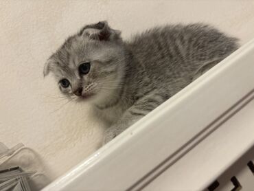 турецкая кошка: Скотиш Фолд (Шотландская вислоухая), 2 месяца, Мальчик, Серый, Приучена к лотку