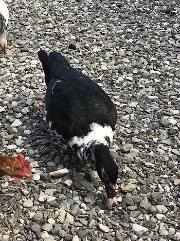 Птицы: Yaponka barter edilir ordək dişidi cavan 40m — 2