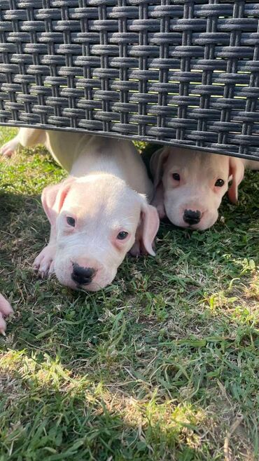 Psi: Na prodaju 9 prelepih štenaca DOGO ARGENTINO, 1 ima flekicu na oku i — 14