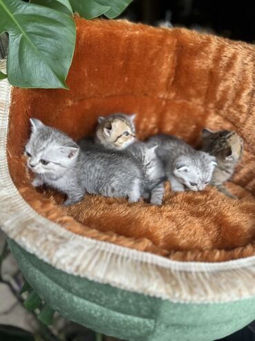 Pişiklər: Şotland — 44