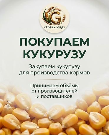 шрот соевый: Закупаем кукурузу GrainGold / ГрейнГолд принимает кукурузу для — 1