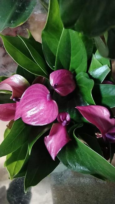 Женское счастье (Спатифиллюм): Спатифиллум (Spathiphyllum), крупное комнатное растение - Эффектный — 8