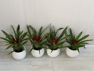 Другие комнатные растения: Комнатные цветы at lalafo.kg — 3 Другие комнатные растения: Комнатные цветы — 3