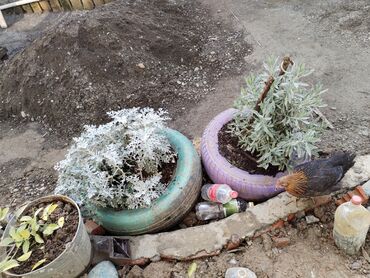 Uzunmüddətli kirayə evlər: 32 kv. m, 2 otaqlı, Qaz, İnternet, Artezian quyusu — 2