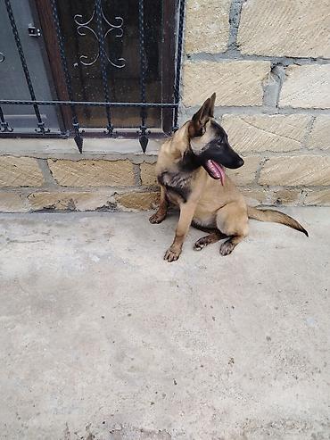 it pudel: Belçika Malinua (Belgian Malinois) – gözətçi/iş iti - Cins: Belçika — 4