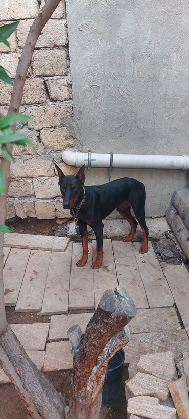 it qiymeti: Doberman, 11 ay, Erkek, Peyvəndli, Ünvandan götürmə