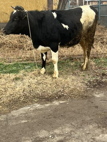 Коровы, быки: Продаю | Бык (самец) | На откорм | Привязанные — 7
