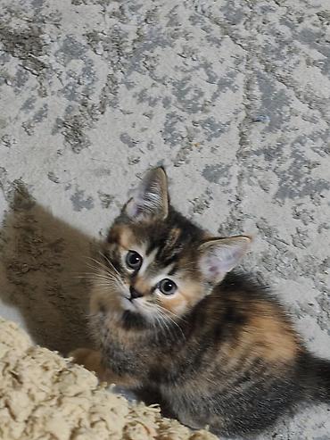 Кошки: Скотиш Фолд (Шотландская вислоухая), 2 месяца, Девочка, Черепаховый, Приучена к лотку — 6