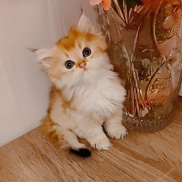 золотая шиншилла котенок: Золотая шиншилла — 6