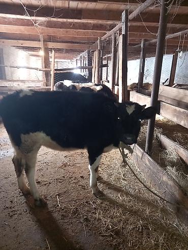 Inəklər, öküzlər: Dişi, il: 1, 100 kq, Südlük — 5