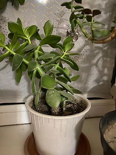 Молочаи: Молочай от 700-1000 с в зависимости от размера — 13