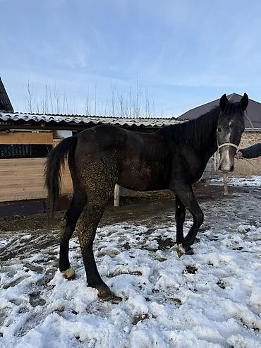 Лошади, кони: Продаю | Жеребец, Жеребенок | Рабочий — 7