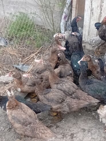 продажа охотничьих собак: Мускусные утки (индоутки), молодняк смешанных окрасов. - Порода