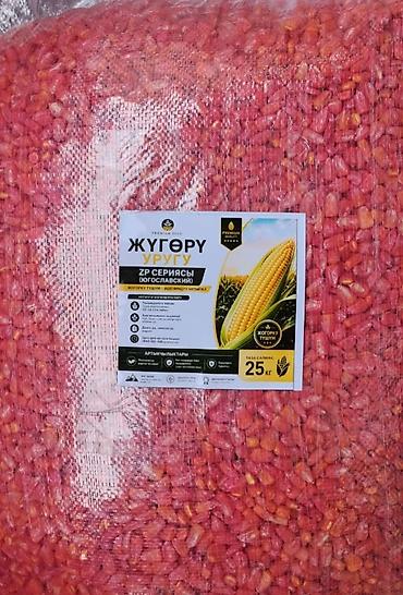 Кукуруза: Семена кукурузы оптом и в розницу есть все сорта БУДАН и местной — 9