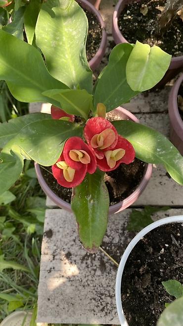 Молочаи: Эуфорбия Миля тайский (Euphorbia milii, «корона Христа») в горшке. - — 2