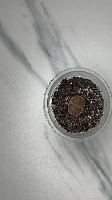 Кактусы: В наличии ❗️‼️ Самые необычные цветы😍как будто с другой планеты 🪐 — 18