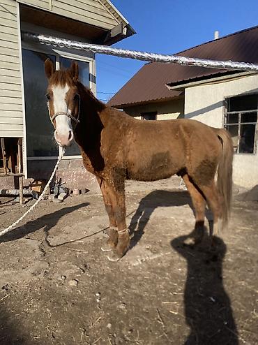 Лошади, кони: Продаю | Конь (самец) | Полукровка | Рабочий — 8