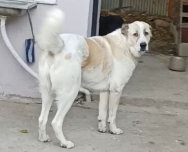 setter it cinsinin digər adı: Алабай, 6 месяцев, Самец, С прививками, Самовывоз