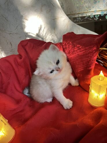 Pişiklər: Britan, Erkək, Dişi — 6