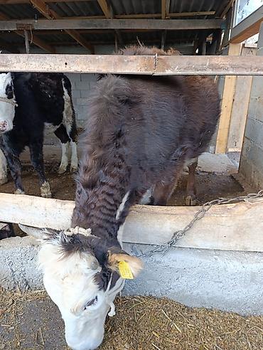 Коровы, быки: Продаю | Бык (самец) | Герефорд | На откорм | Привязанные — 2