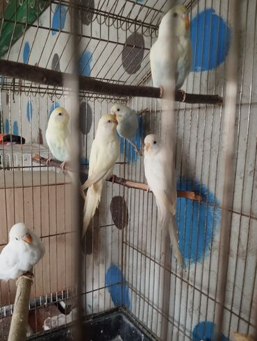 Tutuquşları: 13 ededdir aktiv balalardir deneyle 9 manat hamsini alana 8 manatdan — 9