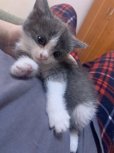 Отдам даром кошку: Кошка даром: Скотиш Фолд (Шотландская вислоухая), 1 месяц, Девочка