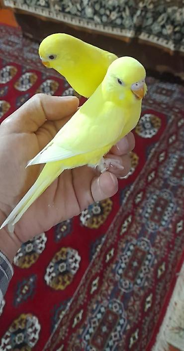 Digər quşlar: 2 aylıg qırmızı göz ələ öyrəşmiş quşdu
sumqayit — 6