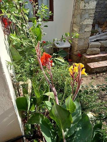 Həyət evləri və villaların satışı: 3 otaqlı, 100 kv. m, Kredit yoxdur, Orta təmir — 8