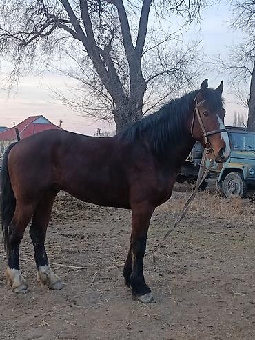 Лошади, кони: Продаю | Жеребец | Рабочий — 2