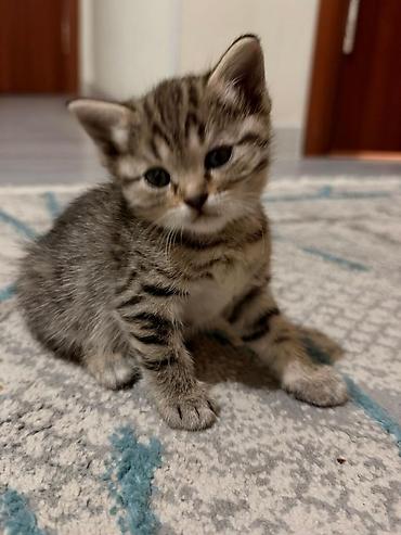 Кошки: Британская короткошёрстная, 1 месяц, Мальчик, Биколор, Метис — 9