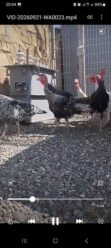 2 ayliq cuceler: Erkək, Damazlıq — 3
