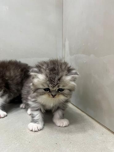 Pişiklər: Fars — 3